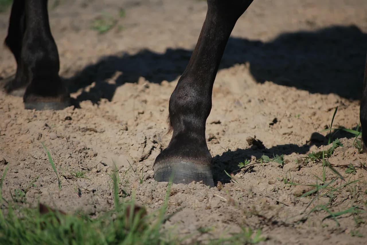 南米でもサンデーサイレンス！デビュー戦で16馬身ちぎったG1馬とは？