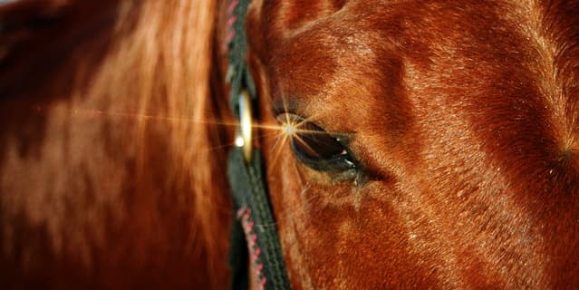 【クイーンC予想2019】好走条件揃った穴馬ジョディー、G1好走馬相手に一泡吹かせるか？