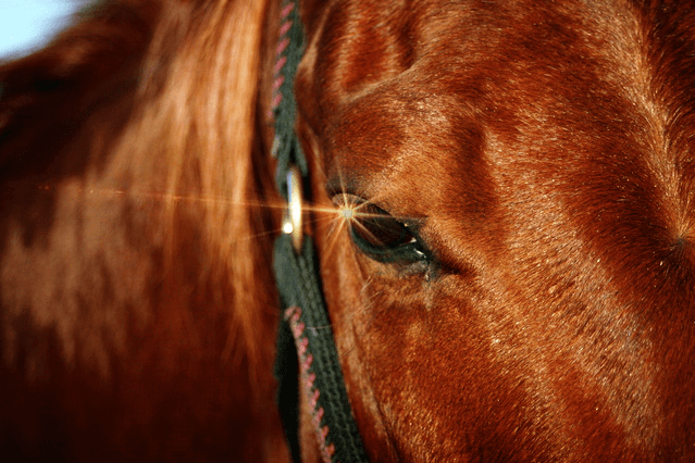 【クイーンC予想2019】好走条件揃った穴馬ジョディー、G1好走馬相手に一泡吹かせるか？