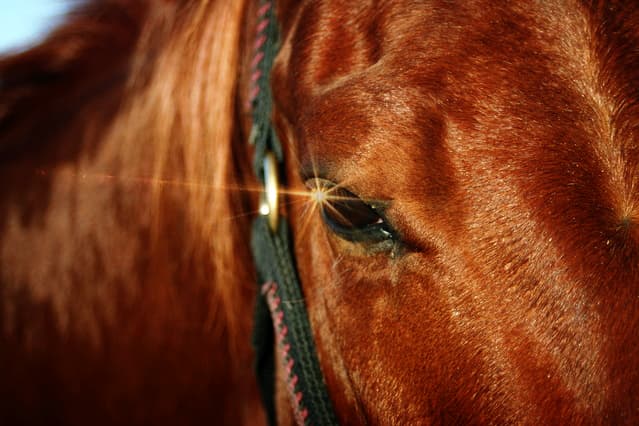 【クイーンC予想2019】好走条件揃った穴馬ジョディー、G1好走馬相手に一泡吹かせるか？