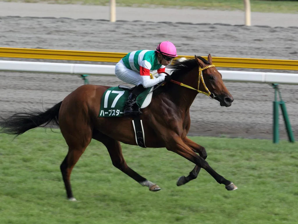 【追憶の名馬面】ベガ