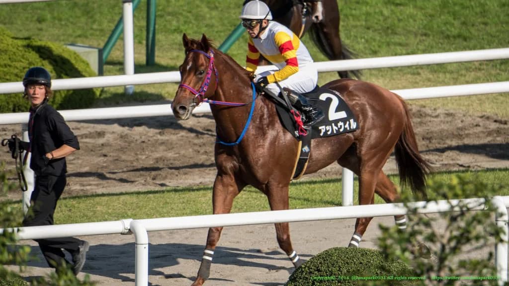【アイビスSD注目馬】直線競馬の申し子？アットウィルに注目。
