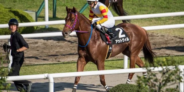 【アイビスSD注目馬】直線競馬の申し子？アットウィルに注目。