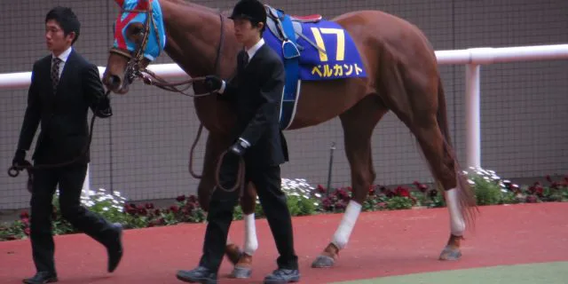 1着馬は花嫁に、2着馬は新しい職場へ。新天地でもがんばれベルカント＆ネロ！