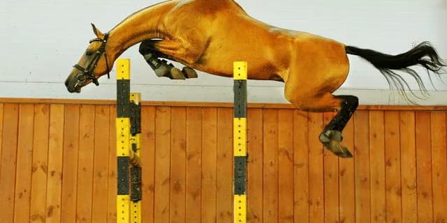 ハードルの高い調教師試験