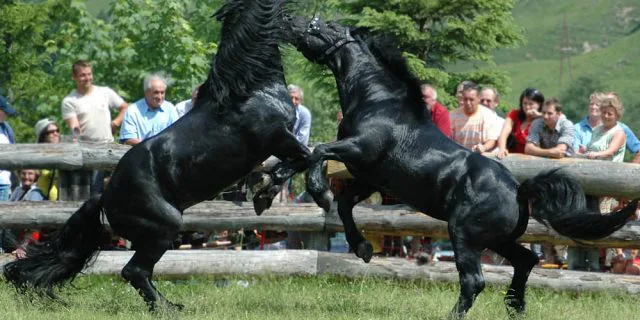 波乱必至のダブル重賞