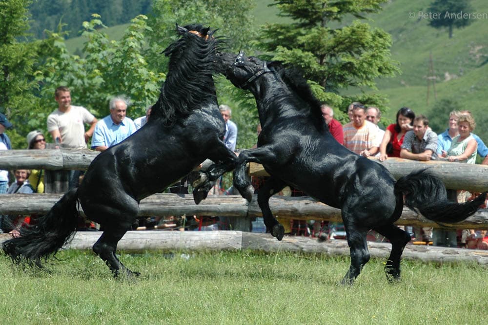 波乱必至のダブル重賞