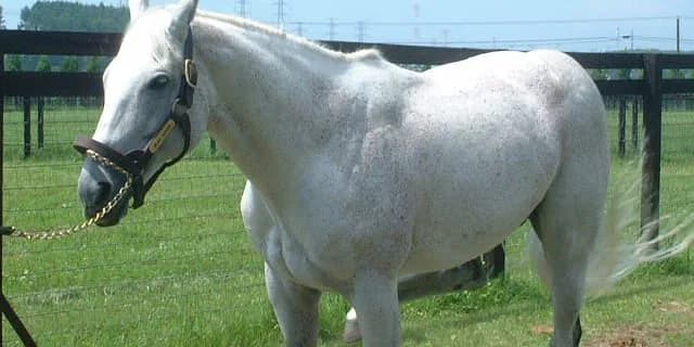 サイアーラインに残したい1頭