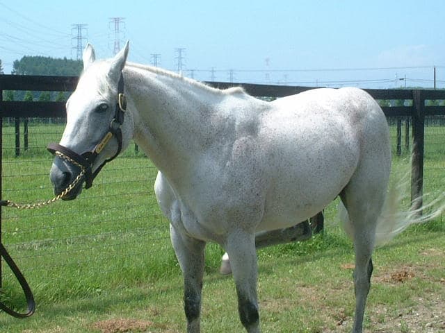サイアーラインに残したい1頭