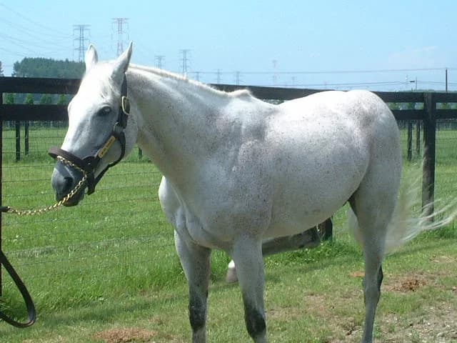 サイアーラインに残したい1頭