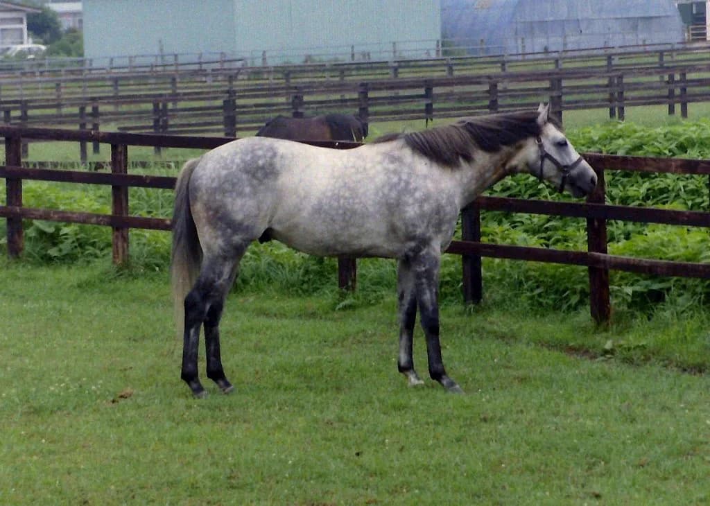 【追憶の名馬面】オグリキャップ
