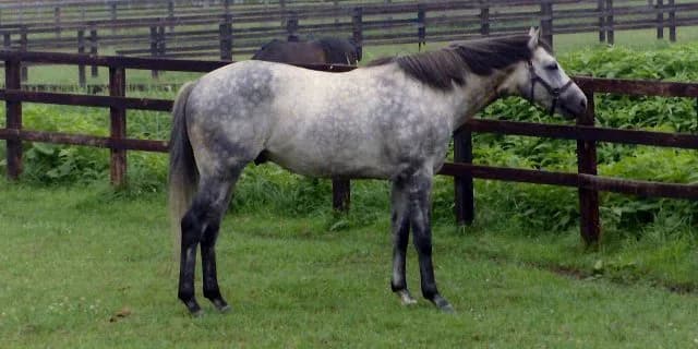 【追憶の名馬面】オグリキャップ