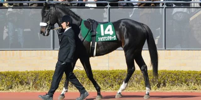 馬は自分の負けを理解しているか？バーデンバーデンカップは負け馬を狙え！