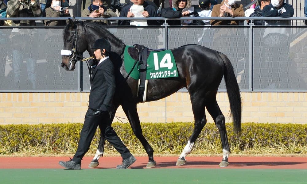 馬は自分の負けを理解しているか？バーデンバーデンカップは負け馬を狙え！