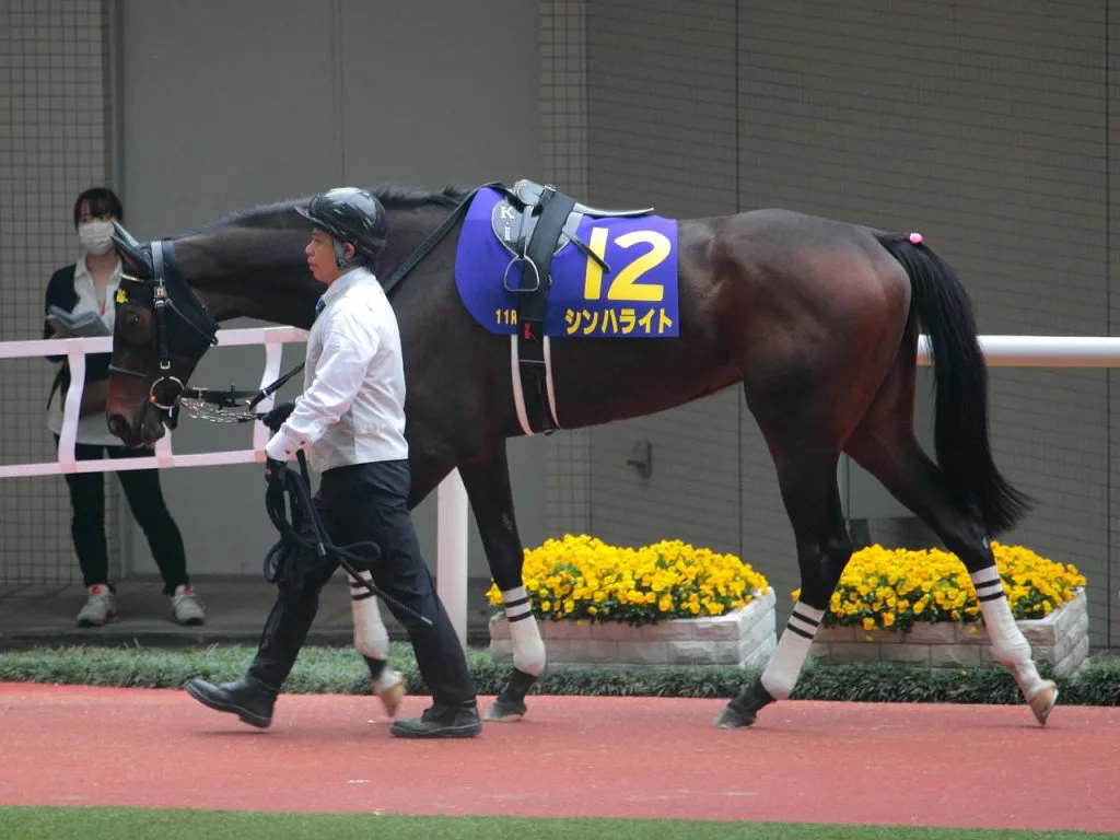 シンハライト引退。屈腱炎発症後、良化見られず無念のリタイア