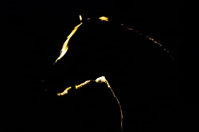 【毎日王冠2017】注目の3歳馬はソウルスターリングだけじゃない？！