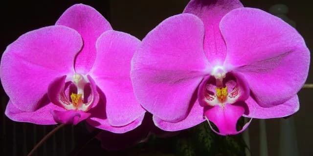 G1・3勝馬ファレノプシス死す