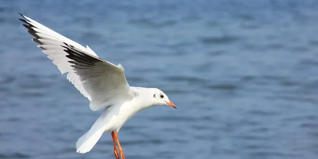重賞の勝ちをちょっとプラスする、かもめ島特別注目馬