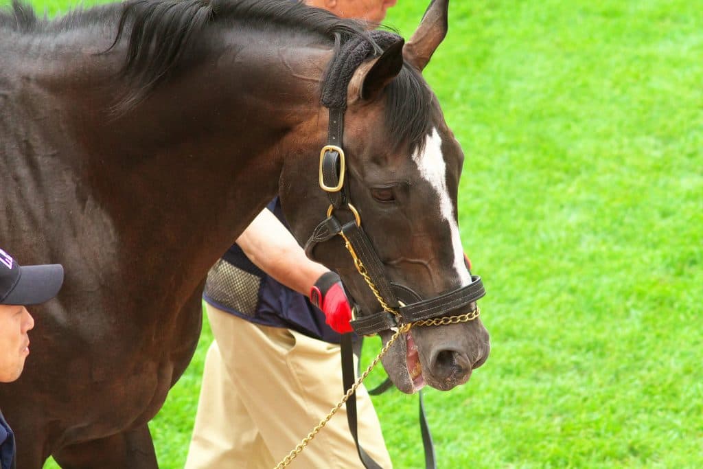 スペシャルウィーク、亡くなる。放牧中に事故