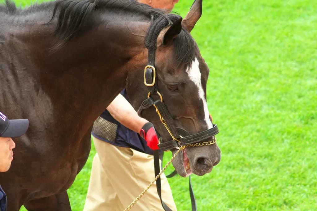 【追憶の名馬面】スペシャルウィーク 最終話「最後の宿敵」