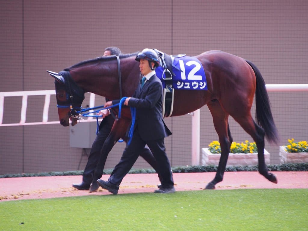 【キーンランドC予想2016】シュウジ、ソルヴェイグ、ドンキ！スプリント路線で出世するのは誰だ？！