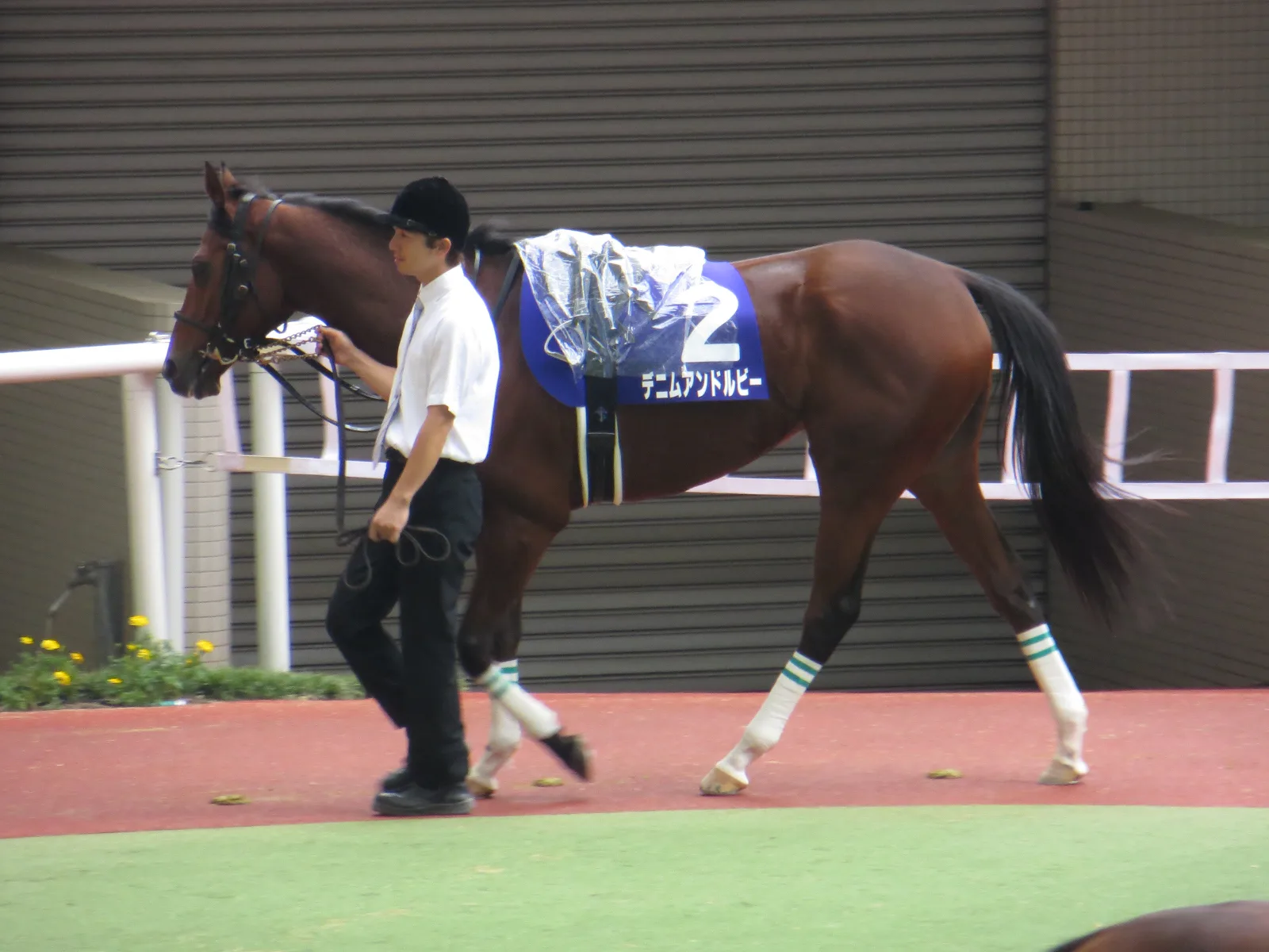 【金鯱賞2016予想】真打登場！デニムアンドルビー復帰戦へ