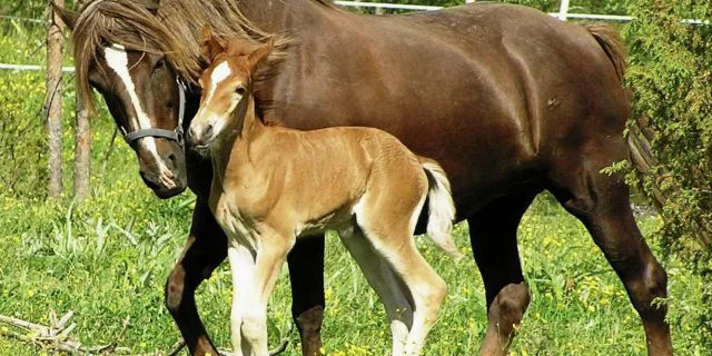 生産者の願い。