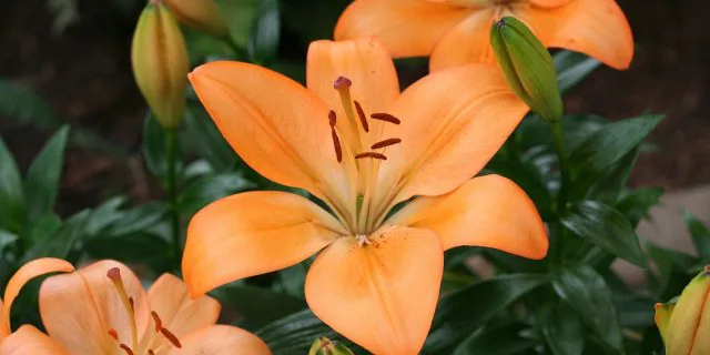 【追憶の名馬面】ロジータ