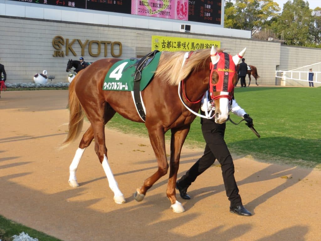 ウインフルブルーム引退、今後は乗馬に
