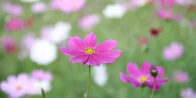 【コスモス賞2016予想】サトノアリシアに赤信号！？このレースに強いのは「あの」軍団！