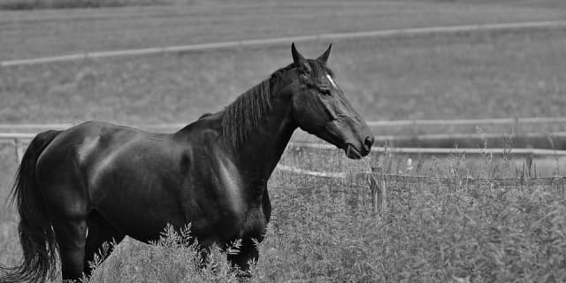昭和末期の名マイラー、ニッポーテイオー号死す