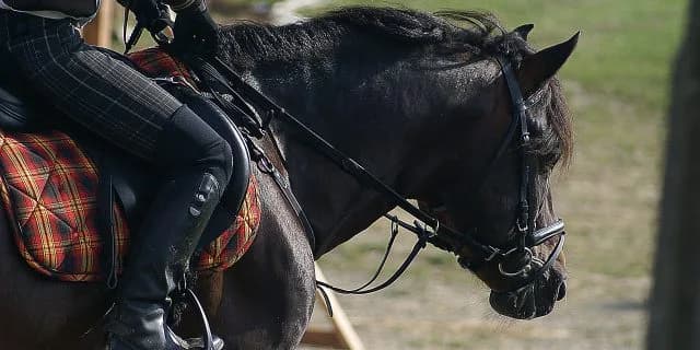 馬主と調教師の力関係