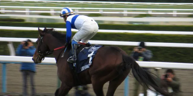 【セントウルS予想2016】スプリンターズS本命馬にとっては調整レース？