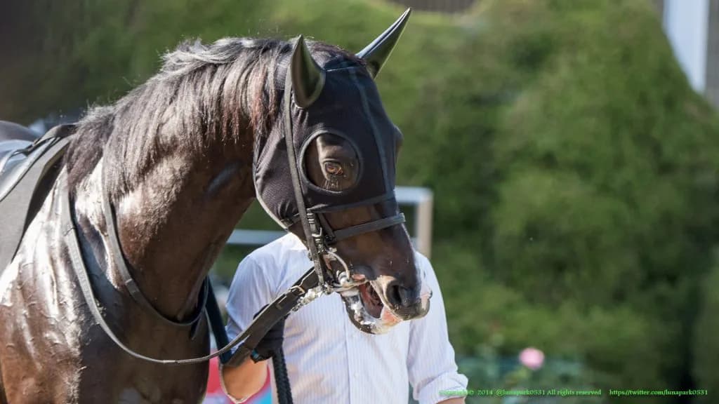 【ポートアイランドステークス】好調馬少なく一長一短