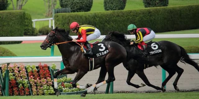 【野路菊S予想2016】モーヴサファイア反撃なるか？