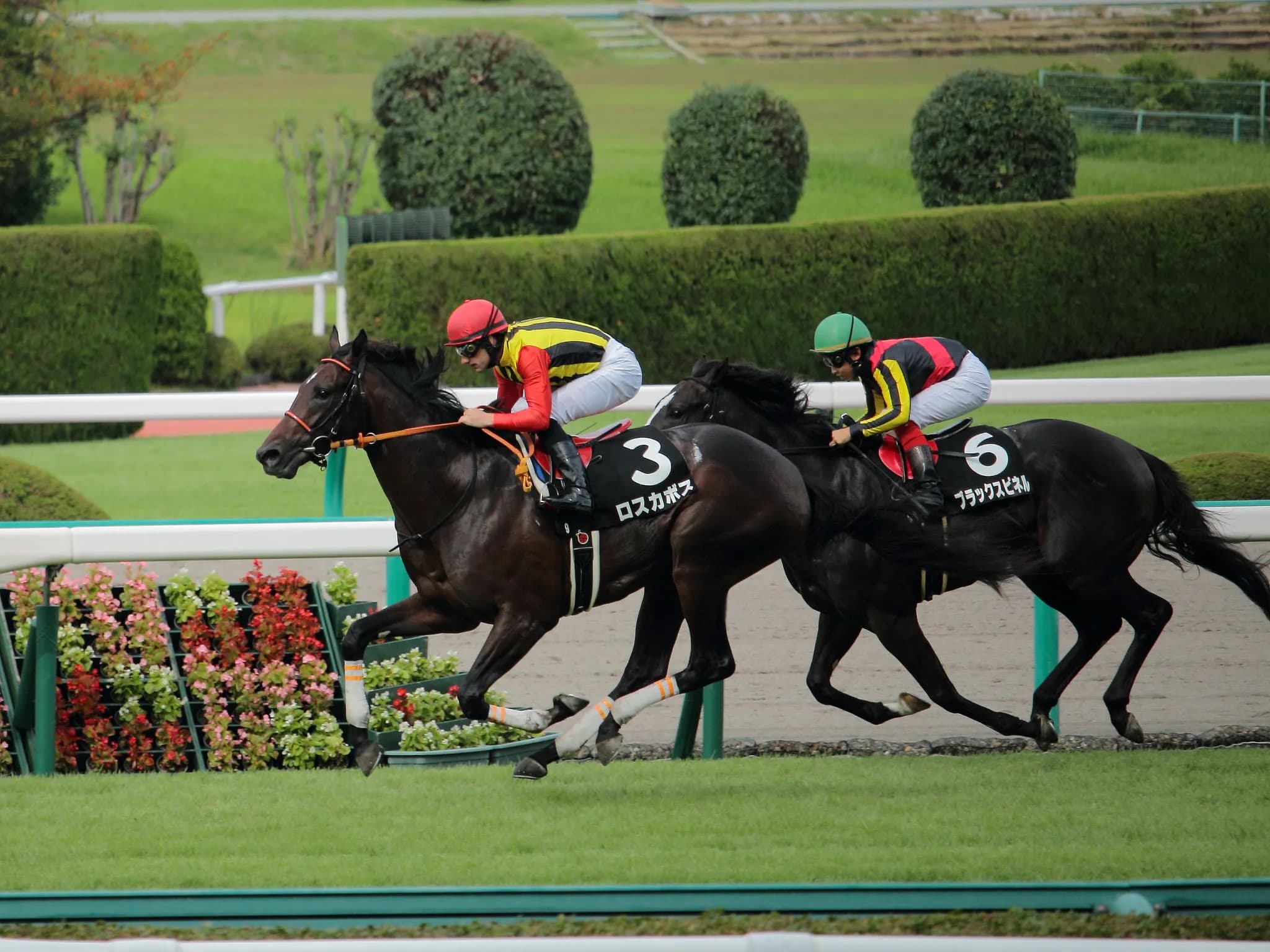【野路菊S予想2016】モーヴサファイア反撃なるか？