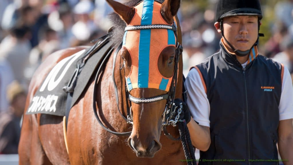 【さきたま杯】先行激化でブルドッグボスに展開有利か