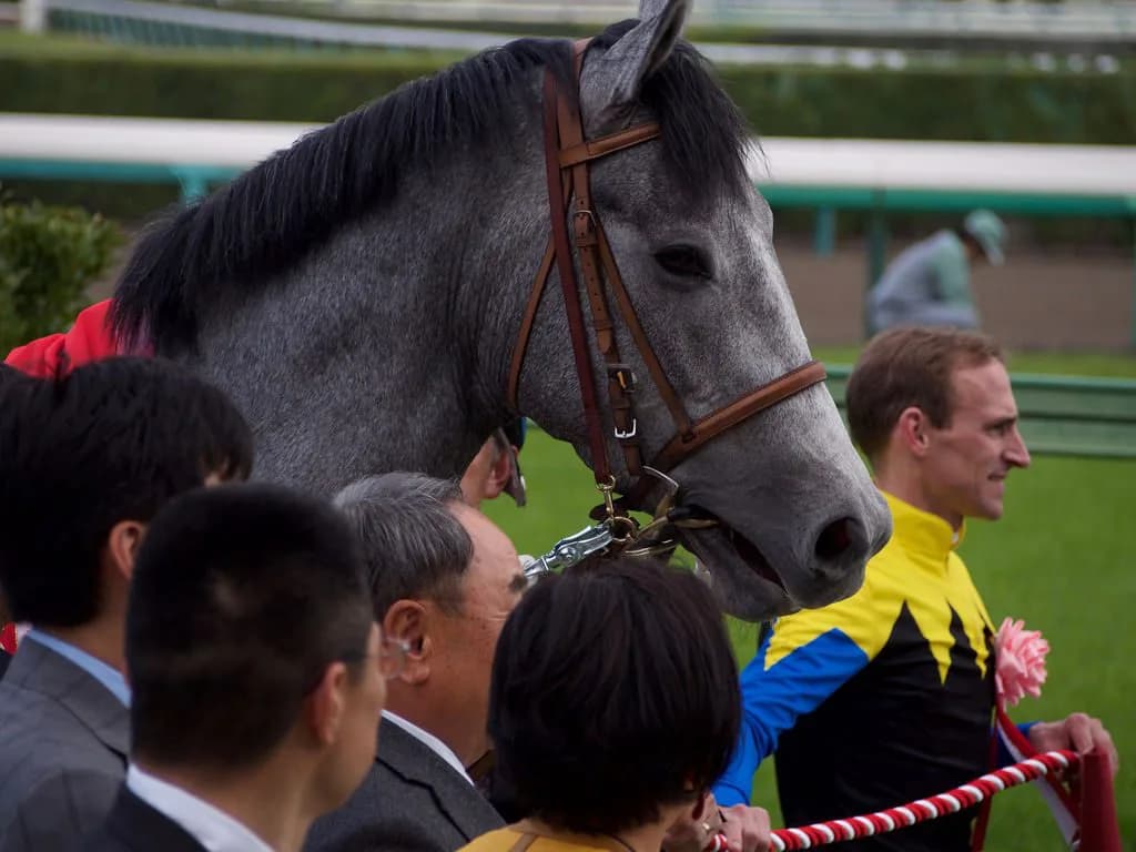 【セントライト記念2016予想】マウントロブソン実力上位、”勝ち負け”は当然