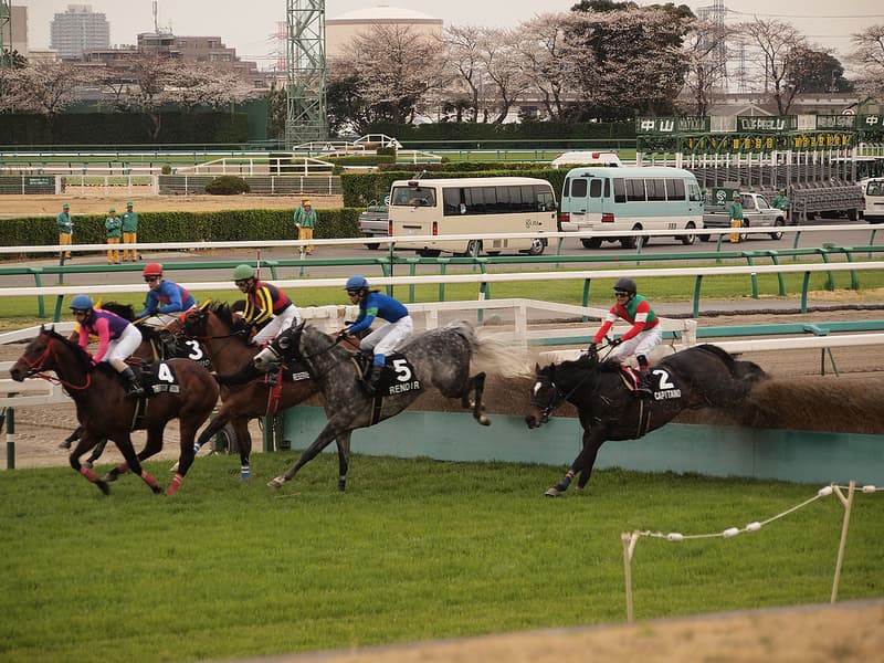 【阪神ジャンプS予想2016】アップトゥデイト、不調の兆しが見え隠れ