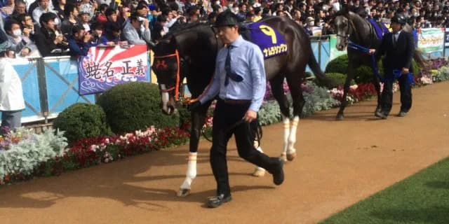 【神戸新聞杯2016予想】夏の成長で逆転も？！ナムラシングンがサトノダイヤモンドに待ったをかける！