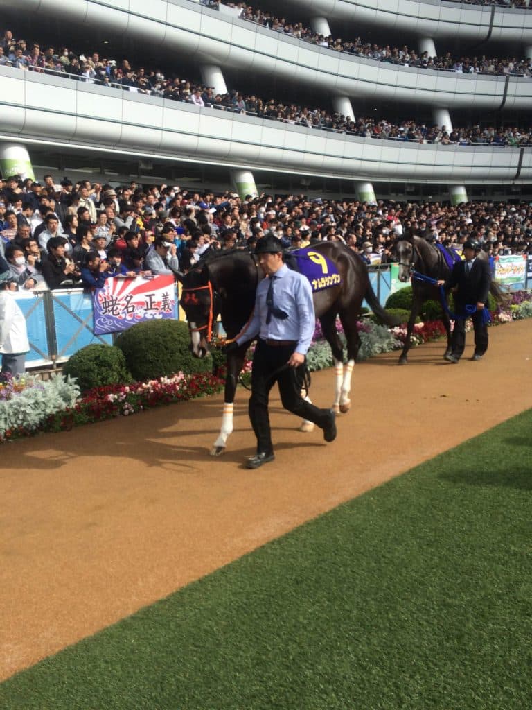 【神戸新聞杯2016予想】夏の成長で逆転も？！ナムラシングンがサトノダイヤモンドに待ったをかける！