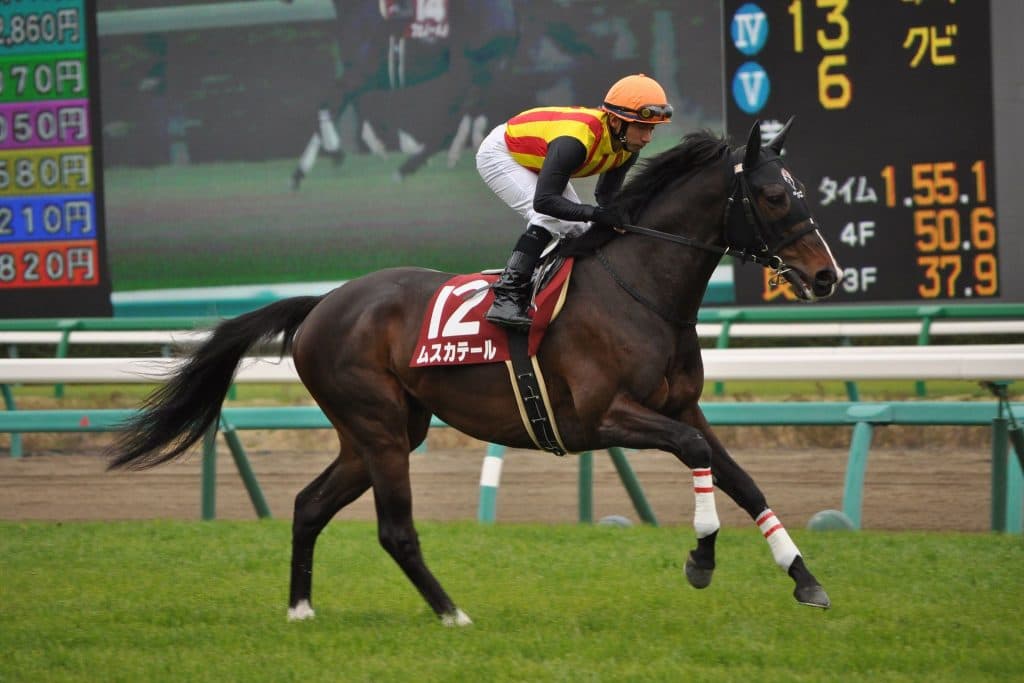 【新潟記念2016予想】長期休養明けを叩いたムスカテール・波乱の立役者はこの馬だ！