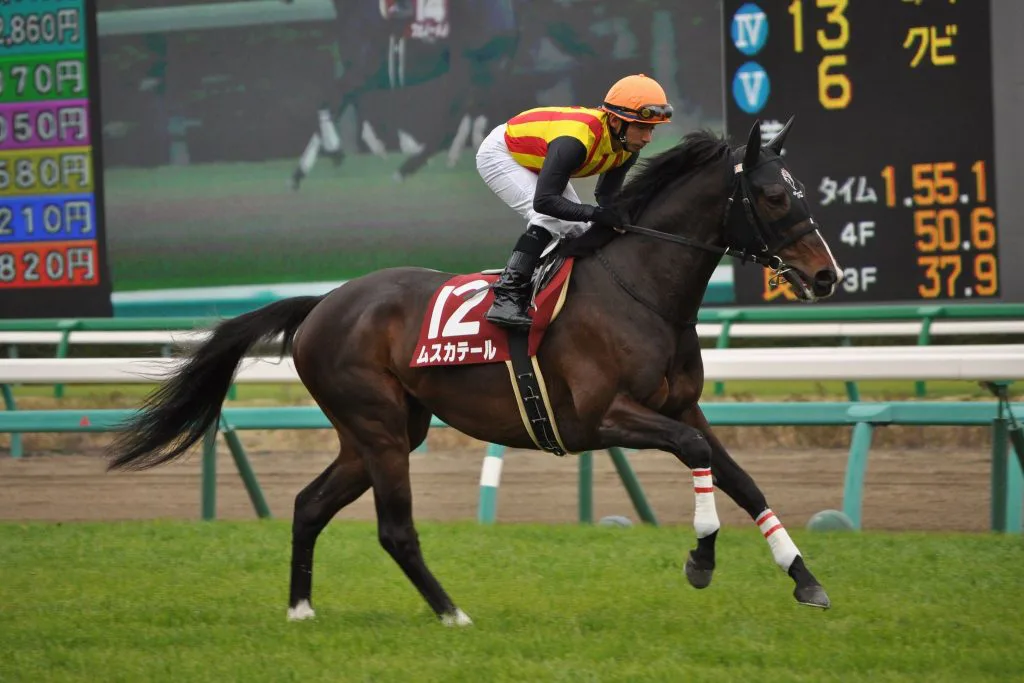 【新潟記念2016予想】長期休養明けを叩いたムスカテール・波乱の立役者はこの馬だ！