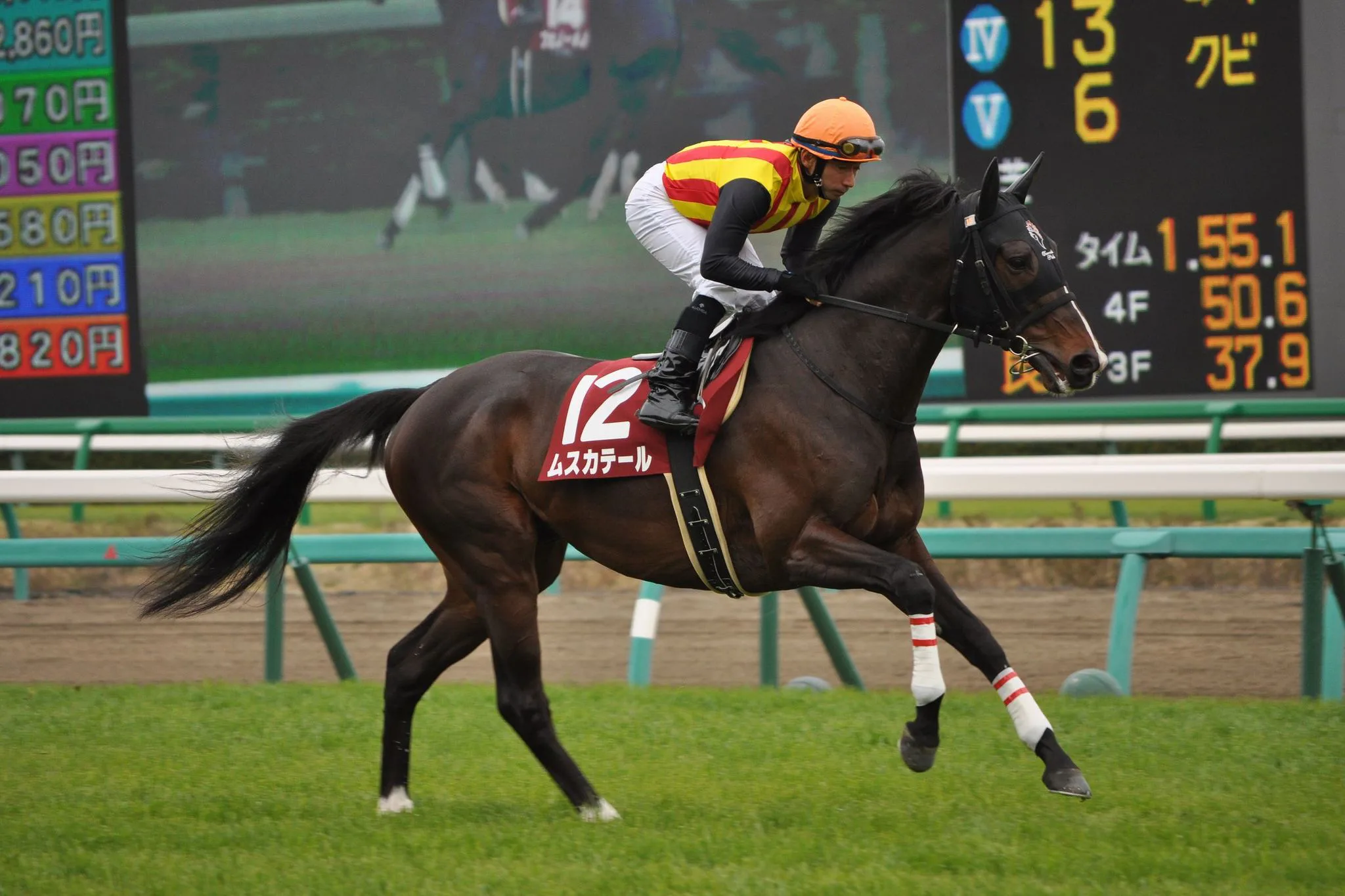 【新潟記念2016予想】長期休養明けを叩いたムスカテール・波乱の立役者はこの馬だ！