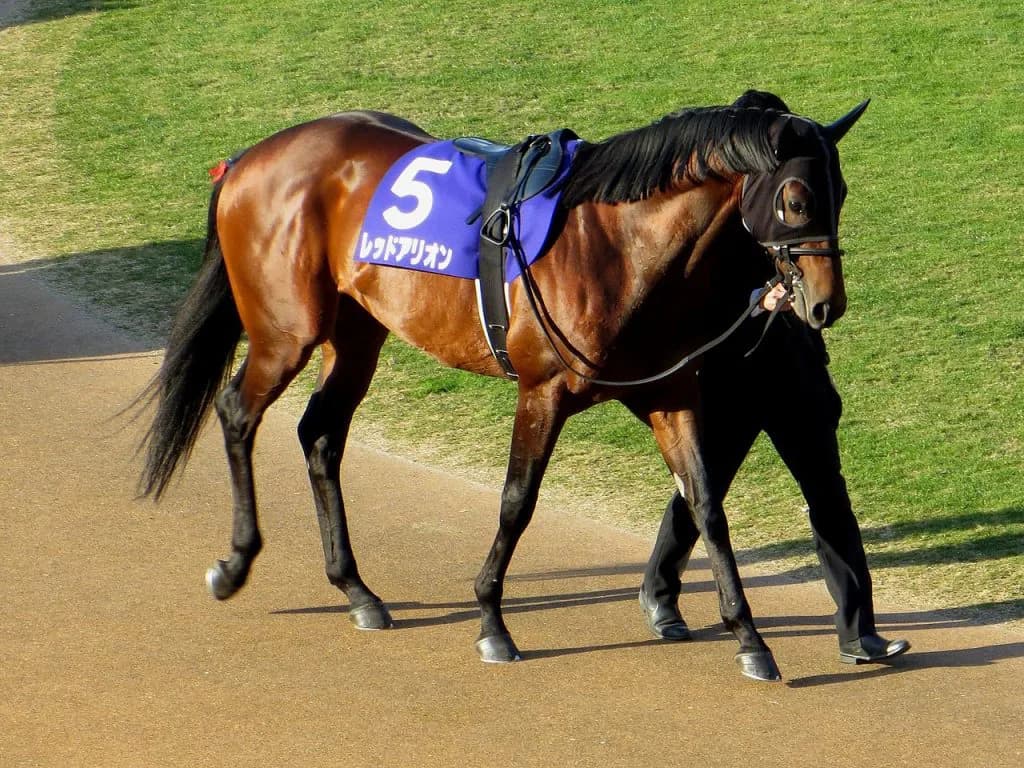 【セントウルS予想2016】ビッグアーサー絶対も初の1200mとなるレッドアリオンが面白い！