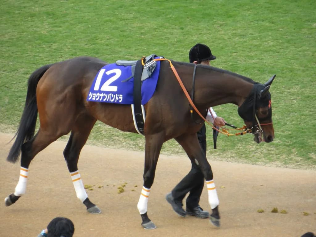 【紫苑S予想2016】本番に直結しないトライアルが重賞格上げで名誉挽回なるか？