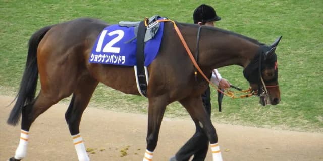 【紫苑S予想2016】本番に直結しないトライアルが重賞格上げで名誉挽回なるか？