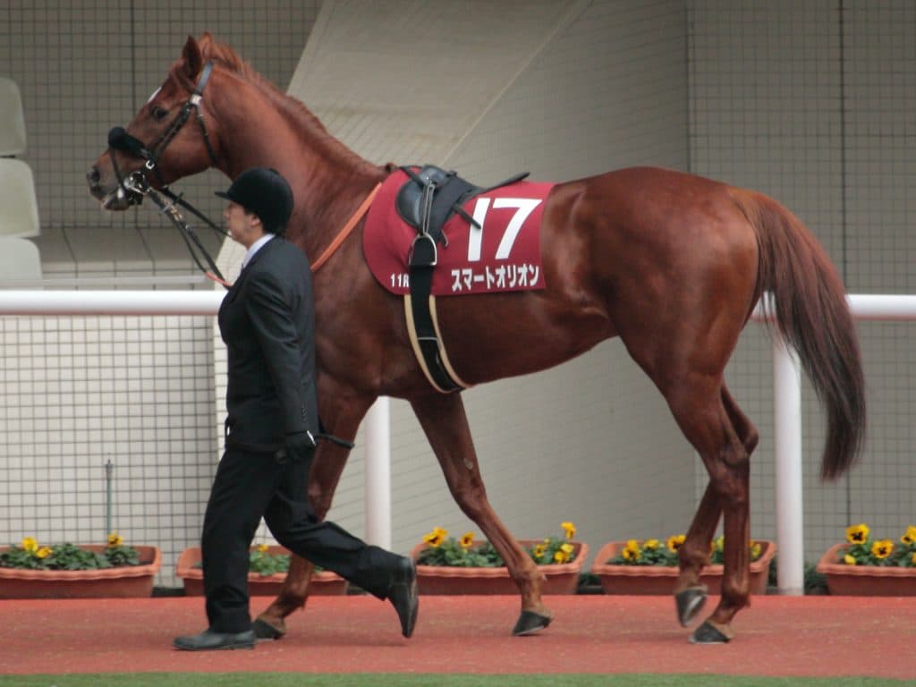 【京成杯オータムハンデ2016予想】朝日杯を勝った父を持つアルマディヴァンとスマートオリオンが穴を開ける！