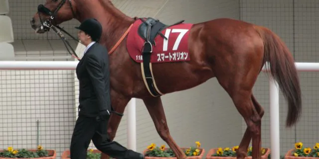 【京成杯AH予想】善戦続きの4歳牝馬スマートリアン、初の重賞制覇となるか？
