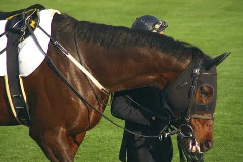 【神戸新聞杯2016予想】ナムラシングン、皐月賞のリベンジなるか？